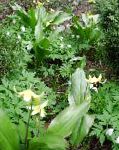 Эритрониум (Кандык), садовые цветы, желтый