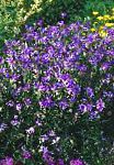 Катананхе, садовые цветы, фиолетовый