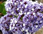 Кермек (Лимониум) Статице, садовые цветы, голубой