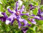 Клематис, садовые цветы, фиолетовый