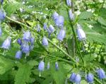 Аденофора (бубенчик), садовые цветы, голубой