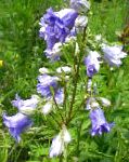 Колокольчик высокорослый, садовые цветы, голубой