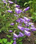 Колокольчик среднерослый, садовые цветы, фиолетовый