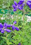 Колокольчик среднерослый, садовые цветы, синий