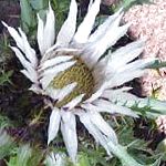 Колючник (Карлина), садовые цветы