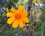 Кореопсис многолетний, садовые цветы, оранжевый