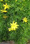 Кореопсис многолетний, садовые цветы, желтый