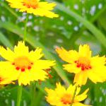 Кореопсис однолетний, садовые цветы, желтый
