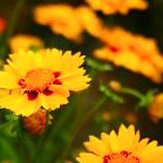 Кореопсис однолетний, садовые цветы, оранжевый