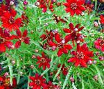 Кореопсис однолетний, садовые цветы, бордовый
