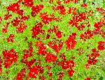 Кореопсис однолетний, садовые цветы, красный