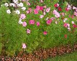Космея , садовые цветы, розовый