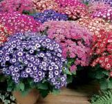 Крестовник однолетний (Цинерария), садовые цветы, фиолетовый