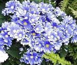 Крестовник однолетний (Цинерария), садовые цветы, голубой