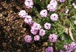 Крылотычинник (Этионема сердцелистная розовая), садовые цветы, розовый