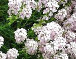 Крылотычинник (Этионема сердцелистная розовая), садовые цветы, белый