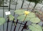 Кувшинка (Водяная лилия), садовые цветы, желтый