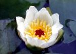 Кувшинка (Водяная лилия), садовые цветы, белый