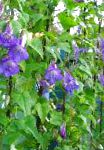 Азарина (Маурандия), садовые цветы, синий