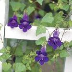 Азарина (Маурандия), садовые цветы, фиолетовый