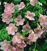 Азарина (Маурандия), садовые цветы, розовый