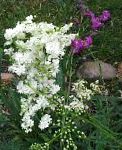 Лабазник (Таволга,Филипендула), садовые цветы, белый