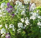 Лакфиоль (Хейрантус), садовые цветы, белый