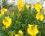 Лакфиоль (Хейрантус), садовые цветы, желтый