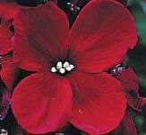 Лакфиоль (Хейрантус), садовые цветы, бордовый