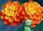 Лантана, садовые цветы, оранжевый