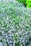 Лаурентия (Исотома), садовые цветы, голубой