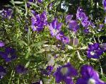 Легузия Зеркало Венеры, садовые цветы, фиолетовый