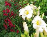 Лилейник, садовые цветы, белый
