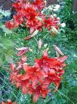 Лилия азиатская, садовые цветы, красный