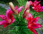 Лилия азиатская, садовые цветы, бордовый