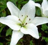 Лилия азиатская, садовые цветы, белый