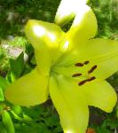 Лилия азиатская, садовые цветы, желтый