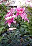 Лилия восточная, садовые цветы, розовый