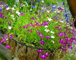 Лобелия однолетняя, садовые цветы, фиолетовый