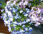 Лобелия однолетняя, садовые цветы, голубой