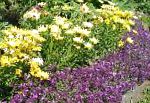 Лобулярия, садовые цветы, фиолетовый