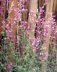 Лофант (Горная мята, Агастахе), садовые цветы, розовый