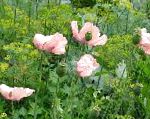 Мак восточный многолетний, садовые цветы, розовый