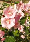 Мальва (Шток-роза, Алсея), садовые цветы, розовый