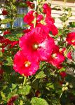 Мальва (Шток-роза, Алсея), садовые цветы, красный