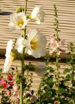 Мальва (Шток-роза, Алсея), садовые цветы, белый