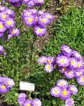 Мелколепестник (Эригерон)  красивый, садовые цветы, фиолетовый