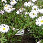 Мелколепестник (Эригерон)  красивый, садовые цветы, белый