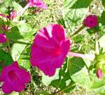 Мирабилис ялапа  (Ночная красавица), садовые цветы, розовый