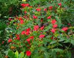 Мирабилис ялапа  (Ночная красавица), садовые цветы, красный